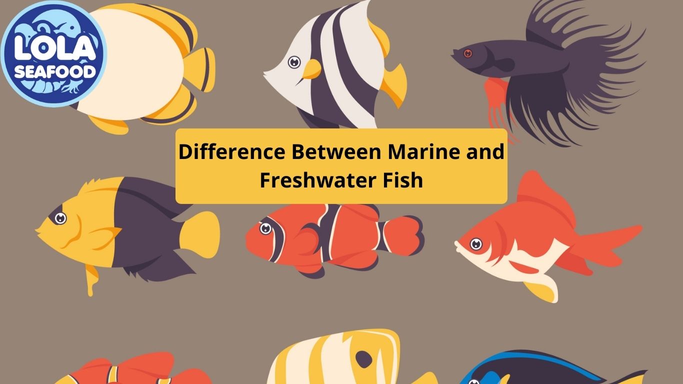 Difference Between Marine and Freshwater Fish